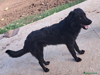 Meticcio cani LUCIO MIX GOLDEN/BORDER COLLIE - Annuncio 34