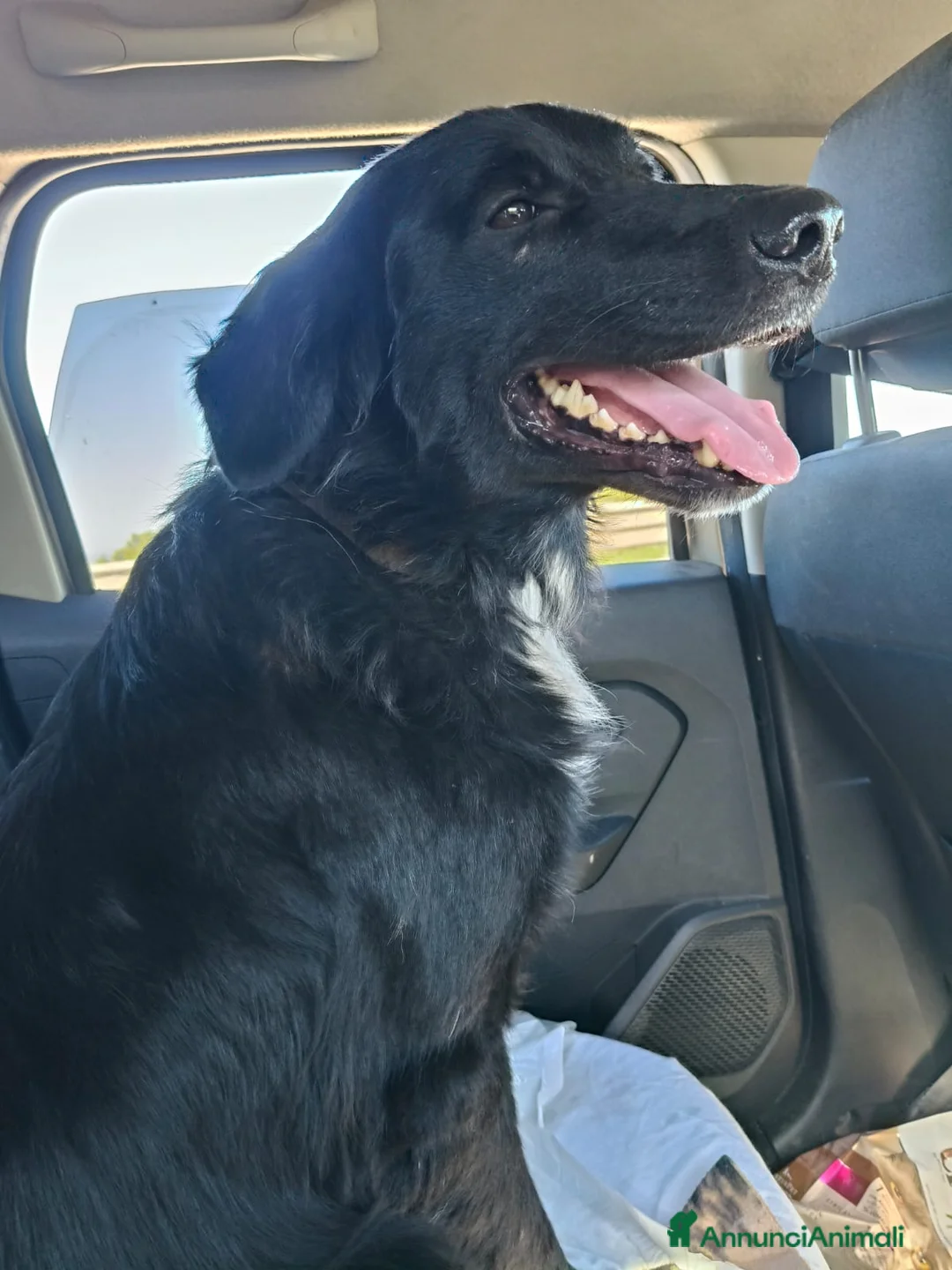 Meticcio cani in regalo: Sansone, il cane ideale - Annuncio 12