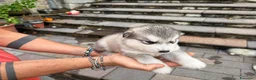 Alaskan Malamute cani in vendita: Splendidi cuccioli di Alaskan Malamute  - Annuncio 6
