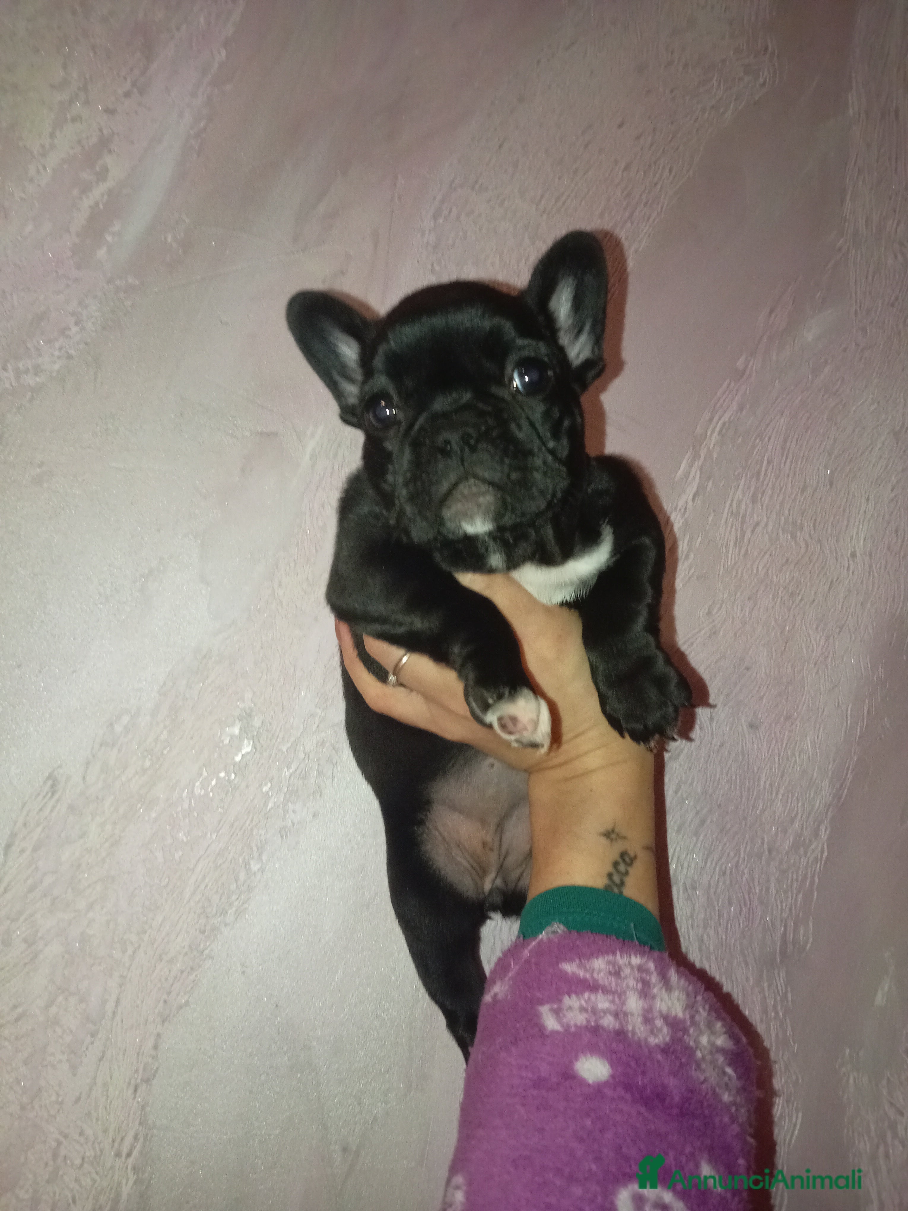 Bulldog Francese cani Cuccioli bulldog francese  a Città metropolitana di Palermo - Annuncio 4