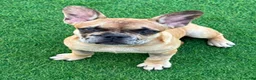 Bulldog Francese cani in vendita: Vendita bulldog francese femmina  - Annuncio 3