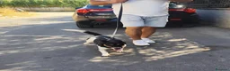 Meticcio cani in regalo: BOBBY mix jack Russell 3 anni - Annuncio 17