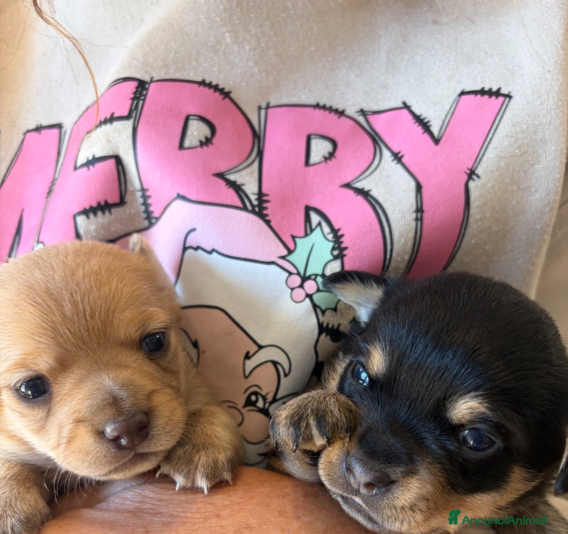 Meticcio cani in vendita: Cuccioli Pincher chihuahua  - Annuncio 2
