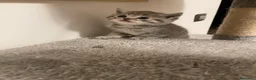 Scottish gatti in vendita: Gattini scottish fold - Annuncio 2