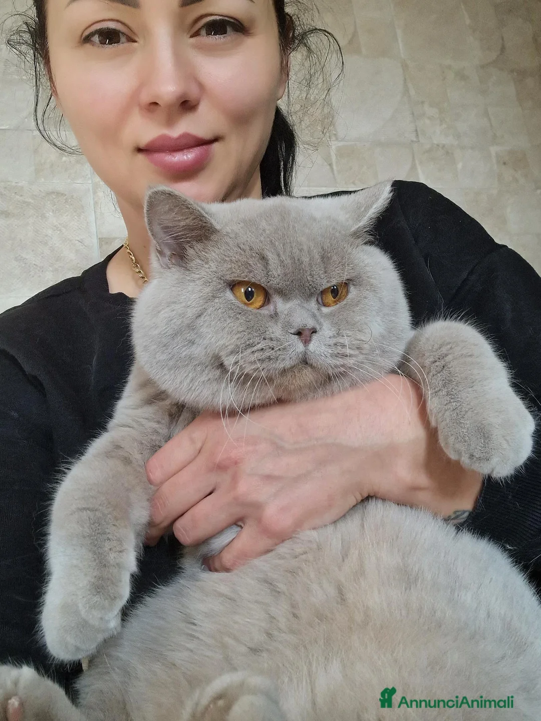 Scottish gatti in vendita: Scottish  - Annuncio 1
