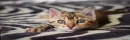Bengala gatti in vendita: Bellissimi cuccioli di bengala - Annuncio 6