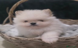 Volpino Pomerania cani in vendita: Maschietto pomerania disponibile a Provincia di Vibo Valentia - Immagine 3