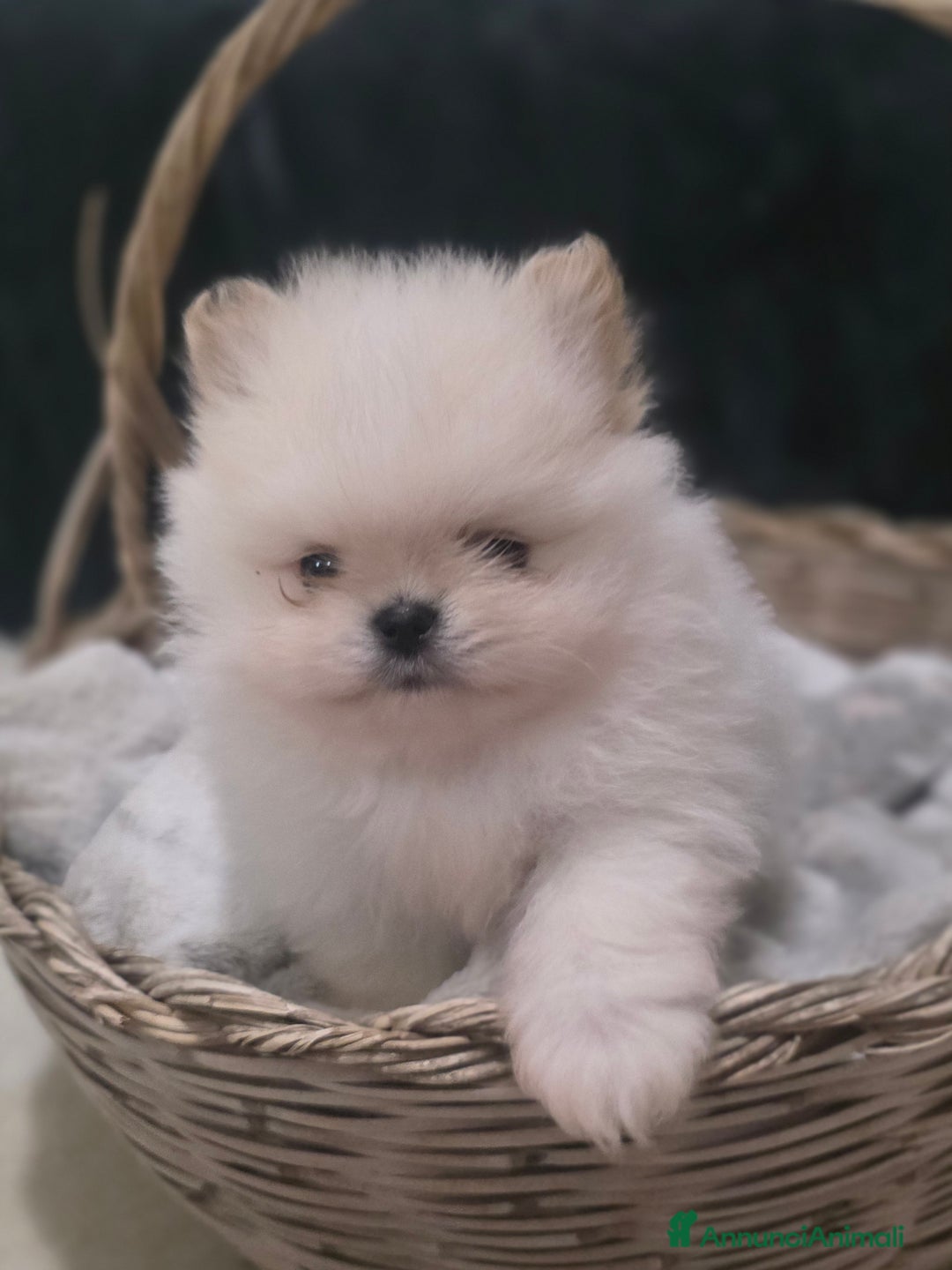 Volpino Pomerania cani in vendita: Maschietto pomerania disponibile a Provincia di Vibo Valentia - Immagine 3