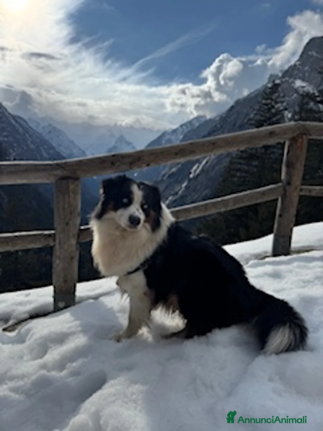 Australian Shepherd cani per accoppiamento: Maschio disponibile per accoppiamento - Annuncio 5