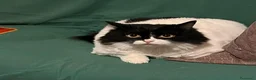 Meticcio gatti in regalo: 2mici(1nero occhi azzurri)a breve in strada!SARDEG - Annuncio 2