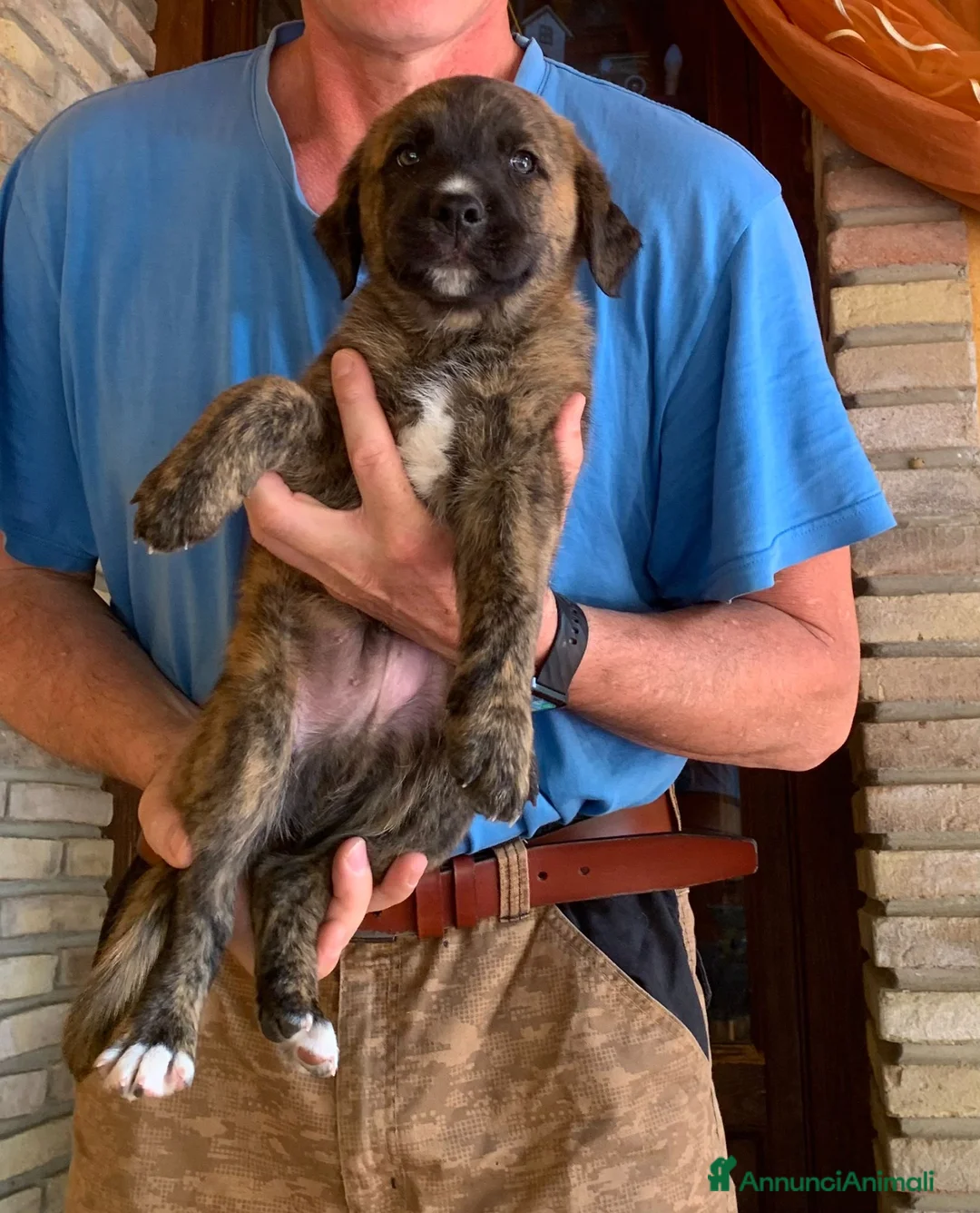 Meticcio cani in regalo: Cuccioli dolcissimi a Libero consorzio comunale di Enna - Annuncio 5