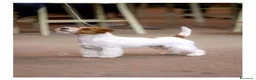 Jack Russell cani in vendita: Cuccioli jack russell lineaespositiva pelo ruvido  a Città Metropolitana di Torino - Annuncio 3