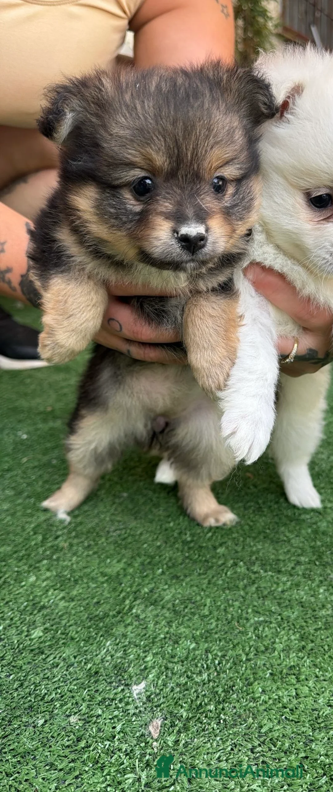 Spitz cani in vendita: Spitz Tedesco - Annuncio 7