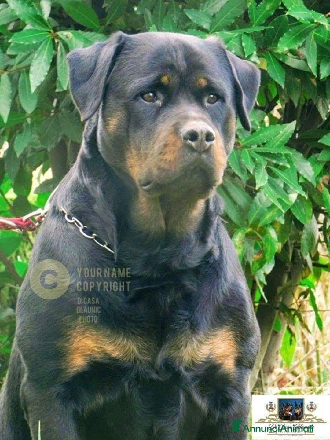 Immagine della galleria {{count}}