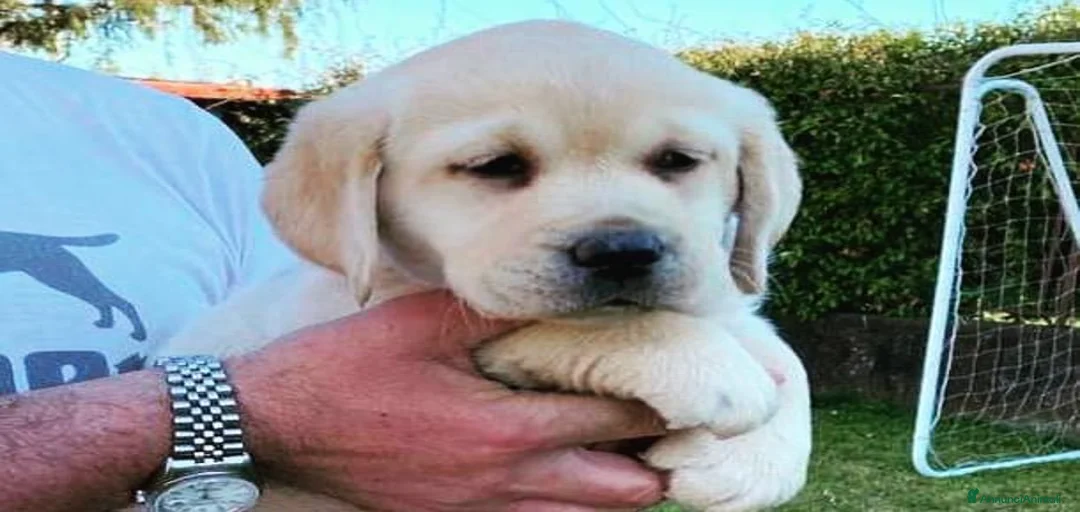 Immagine della galleria {{count}}