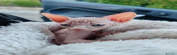 Sphynx gatti in vendita: Cuccioli Canadian Sphynx  - Annuncio 4