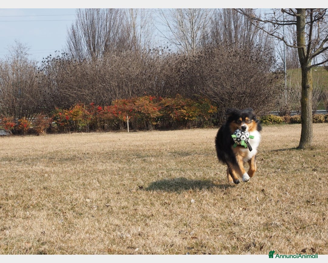 Australian Shepherd cani per accoppiamento: Australian Shepherd tricolore NBT cerca fidanzata  a Provincia di Asti - Annuncio 3