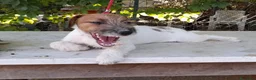 Jack Russell cani in vendita: Jack Russell Terrier Broken femmina  a Città metropolitana di Roma Capitale - Annuncio 5