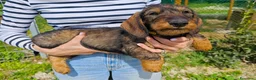 Bassotto cani in vendita: Cucciola di bassotto tedesco a pelo duro - Annuncio 4