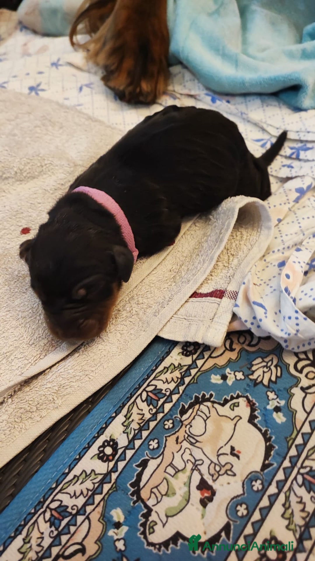 Setter Gordon cani in vendita: Cuccioli di Setter Gordon - Annuncio 10