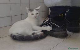 Meticcio gatti in regalo: Gattini - Annuncio 3