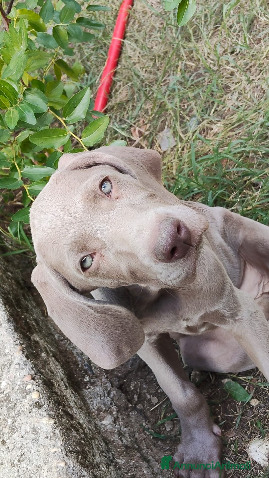 Weimaraner cani in vendita: Cuccioli weimaraner  - Annuncio 2