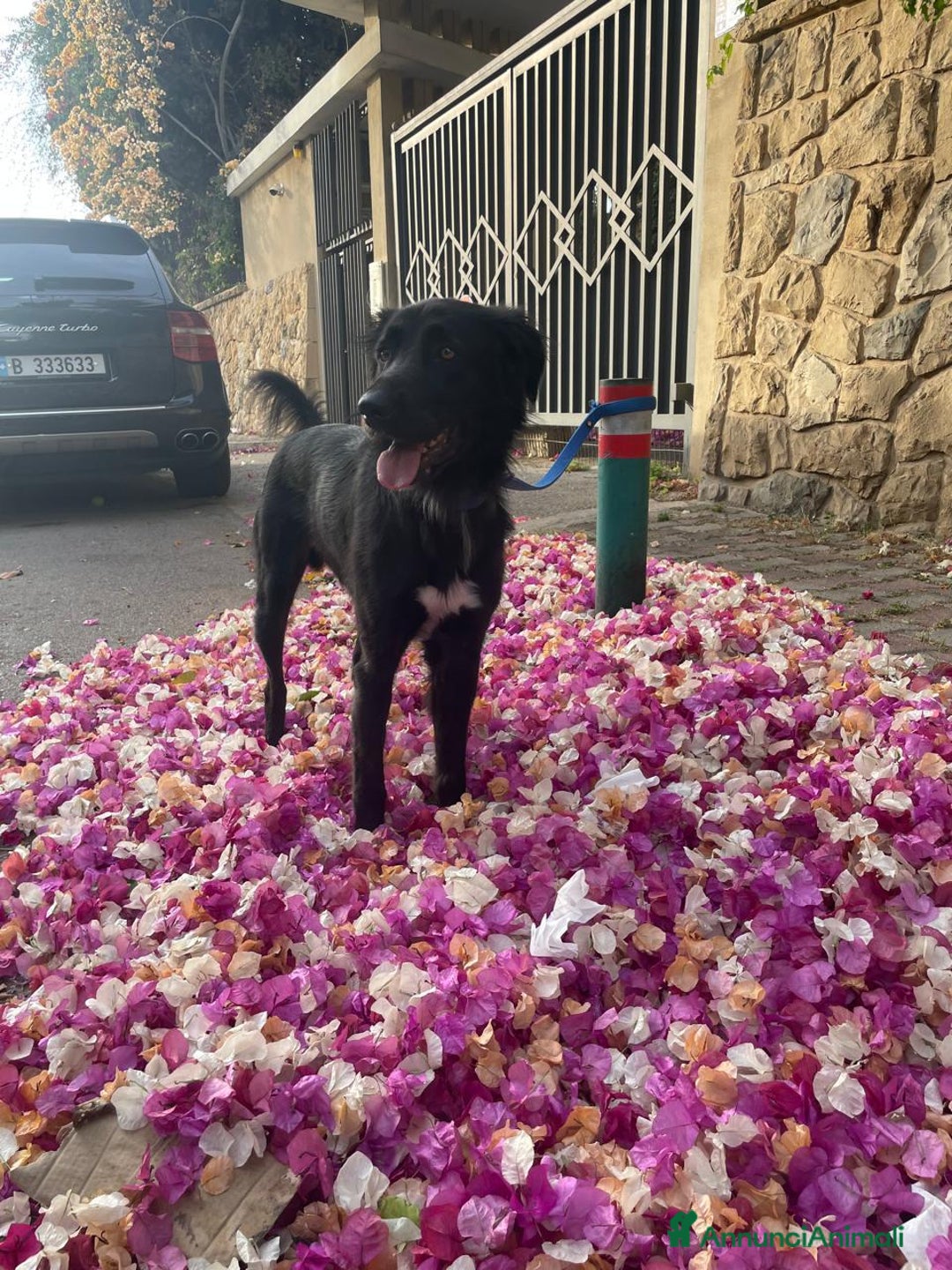 Meticcio cani in regalo: Blackie, Simil Flat Coat Retriever - Annuncio 5