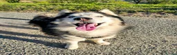 Husky cani per accoppiamento: Axel cerca fidanzata! - Annuncio 2