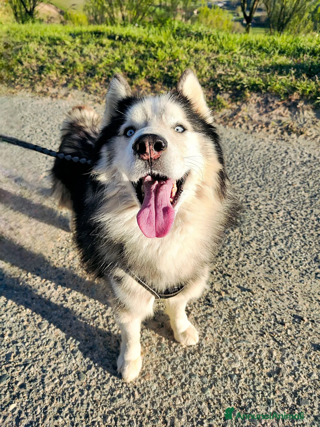 Husky cani per accoppiamento: Axel cerca fidanzata! - Annuncio 2
