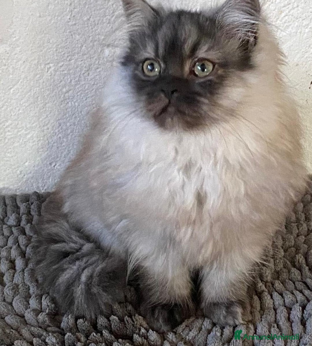 Persiano gatti in vendita: Cucciolo di persiani normotipo MASCHIO  - Annuncio 1