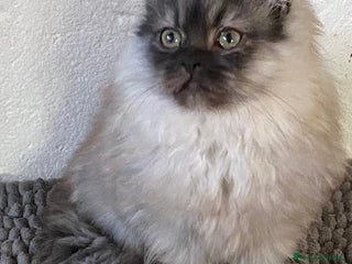 Persiano gatti Cucciolo di persiani normotipo MASCHIO - Annuncio 2