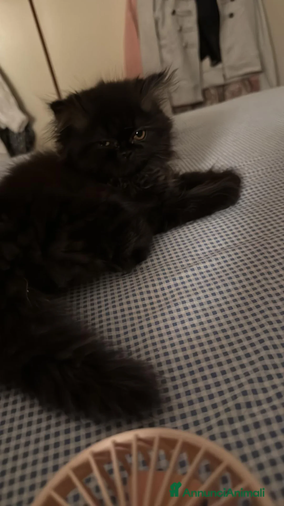 Persiano gatti in vendita: persiano nero cucciolo a Provincia di Reggio Emilia - Annuncio 2