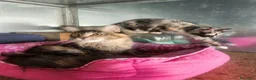 Maine Coon gatti in vendita: Maine coon  - Annuncio 15
