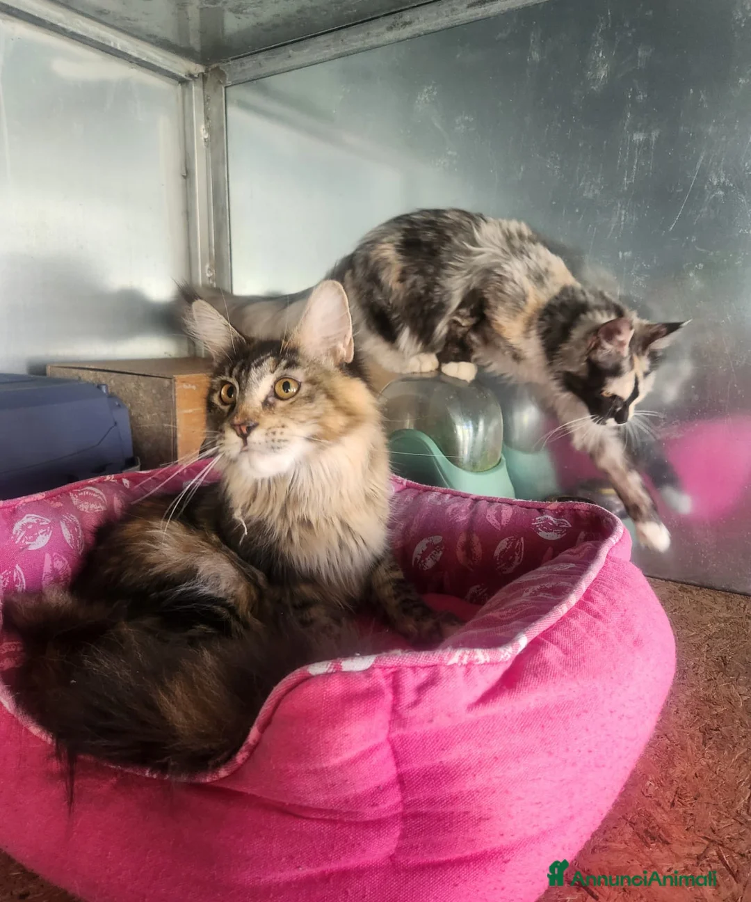 Maine Coon gatti in vendita: Maine coon  - Annuncio 15