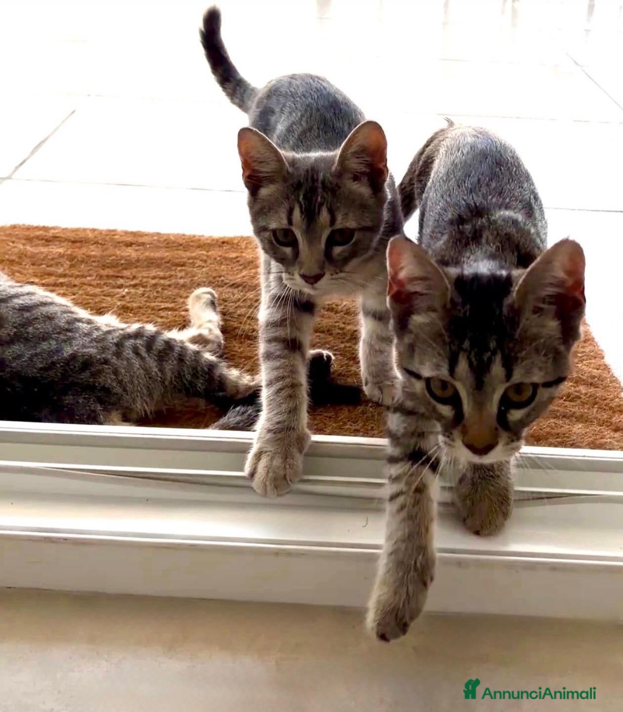 Meticcio gatti Tom e Jerry  - Annuncio 11