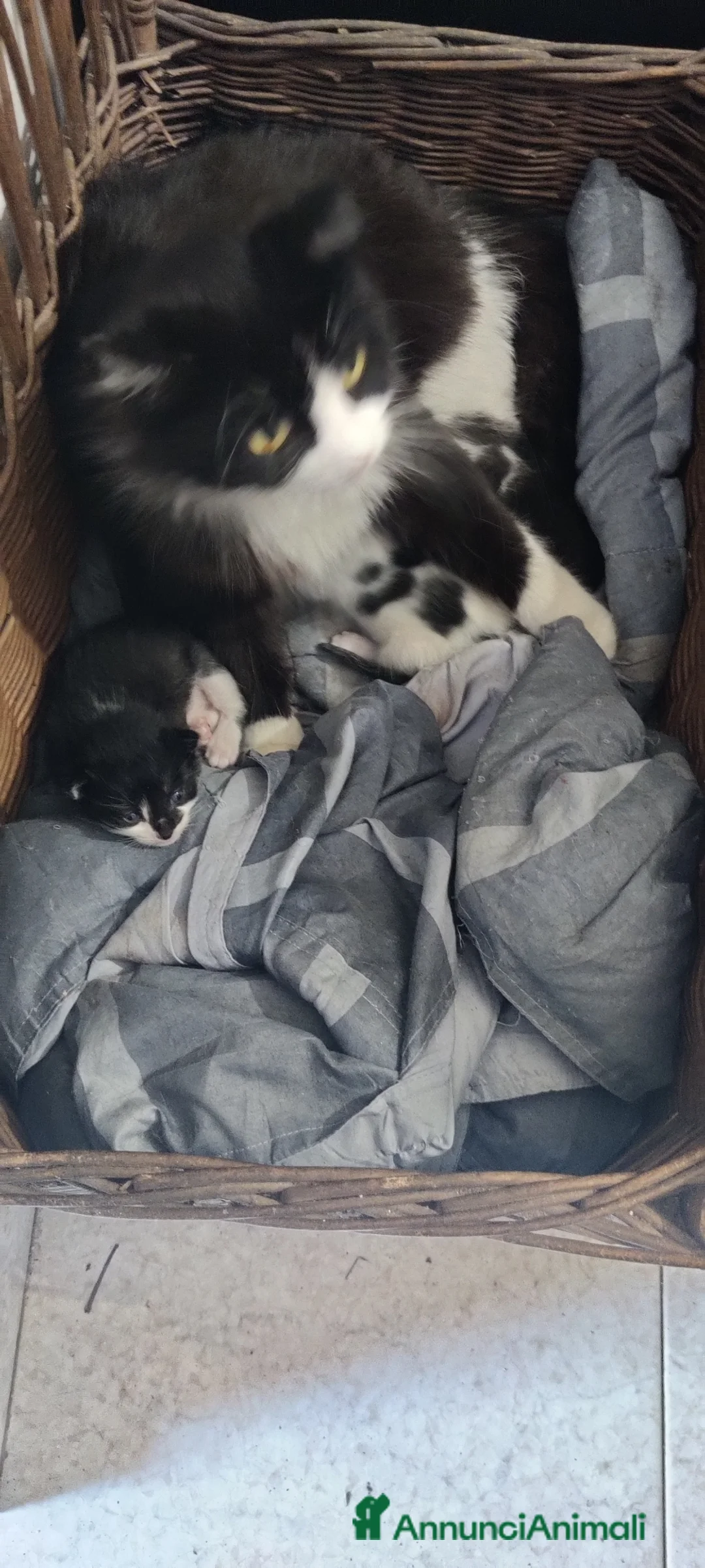 Meticcio gatti in regalo: GATTINI a Città metropolitana di Milano - Annuncio 1