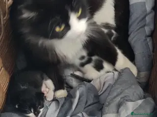 Meticcio gatti GATTINI - Annuncio 4