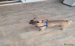 Bulldog Francese cani in vendita: Bulldog francese  a Città metropolitana di Palermo - Immagine 2