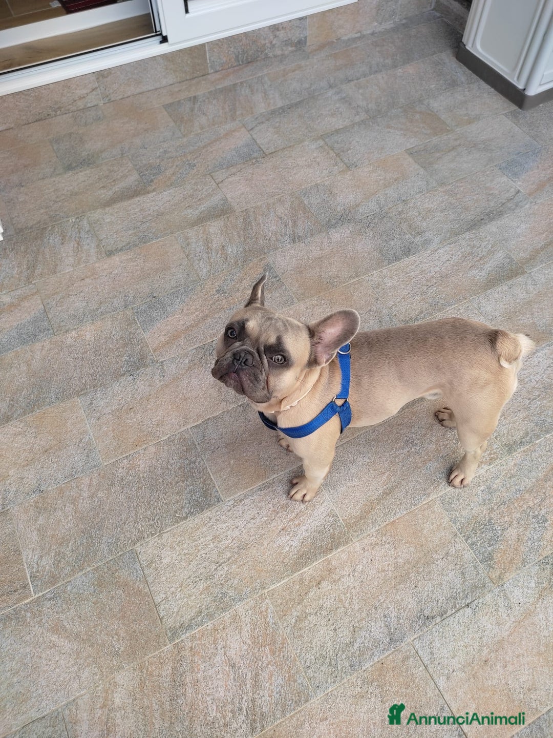 Bulldog Francese cani in vendita: Bulldog francese  a Città metropolitana di Palermo - Immagine 2