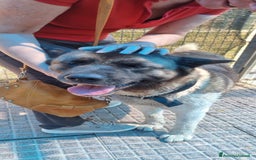 Akita Americano cani in regalo: MOON 🩷 - Akita ha bisogno di una casa fresca 😥 a Provincia di Pavia - Immagine 7