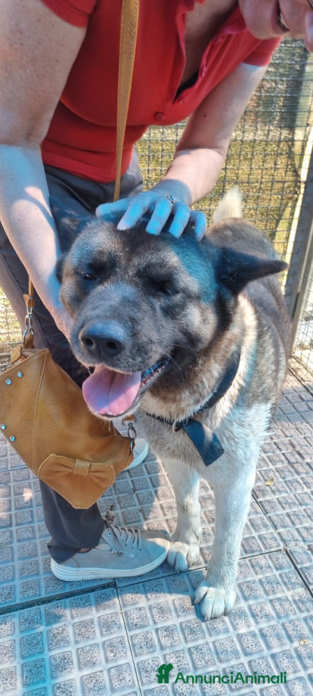 Akita Americano cani in regalo: MOON 🩷 - Akita ha bisogno di una casa fresca 😥 a Provincia di Pavia - Immagine 7
