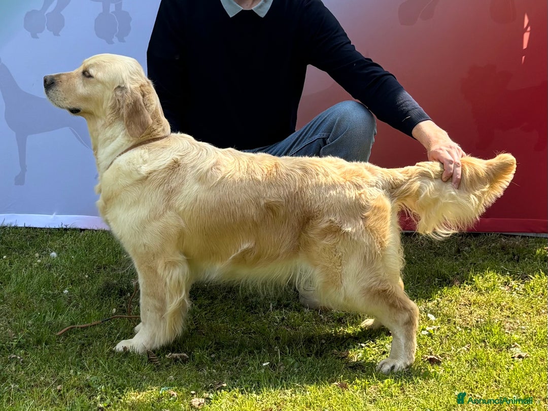 Golden Retriever cani in vendita: Cuccioli Golden Retriever a Metropolitan City of Venice - Immagine 5
