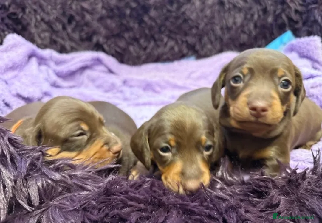 Bassotto cani in vendita: Bassoti Nani  - Annuncio 4