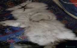 Persiano gatti in vendita: Gattino persiano  a Provincia di Lecce - Immagine 3