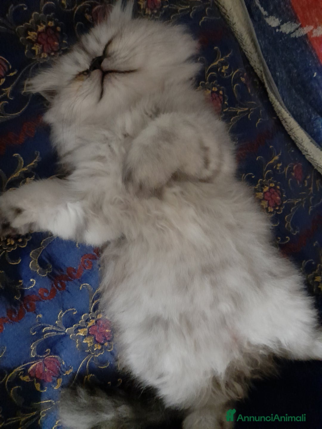 Persiano gatti in vendita: Gattino persiano  a Provincia di Lecce - Immagine 3
