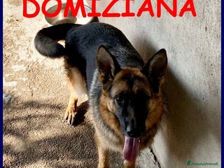 Pastore Tedesco cani DOMIZIANA simpatica pastorella - Annuncio 1