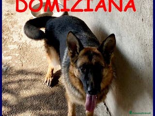 Pastore Tedesco cani DOMIZIANA simpatica pastorella - Annuncio 2