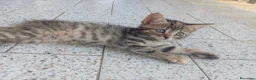 Meticcio gatti in regalo: Cuccioli di gatto - Annuncio 3