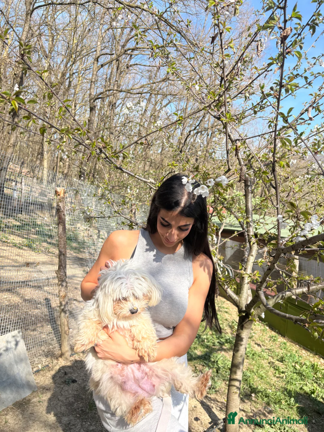 Maltipoo cani in vendita: Cucciola maltipoo - Annuncio 2