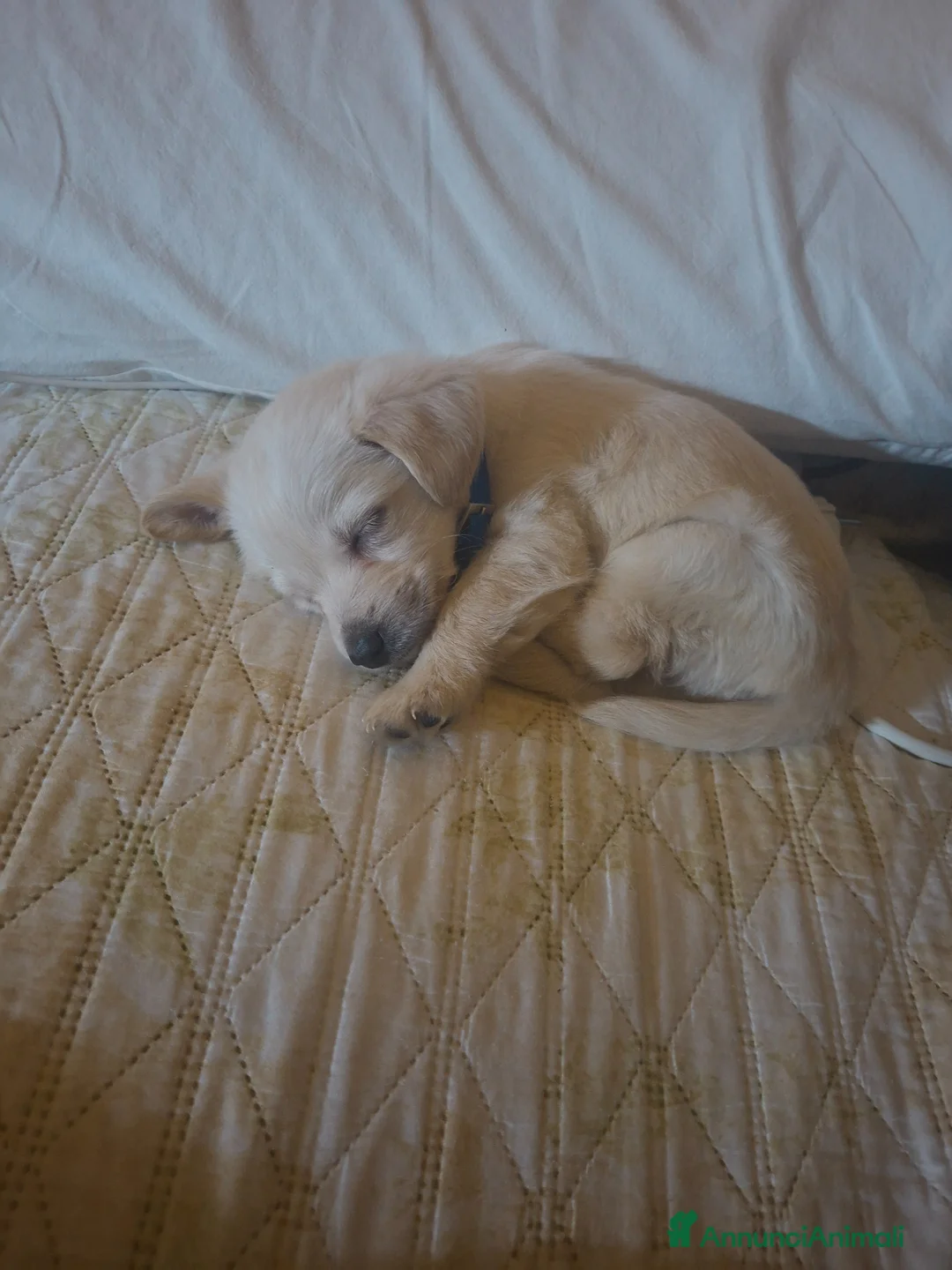 Meticcio cani in regalo: Ciao lui e piccolo cerca casa a Città Metropolitana di Napoli - Annuncio 13